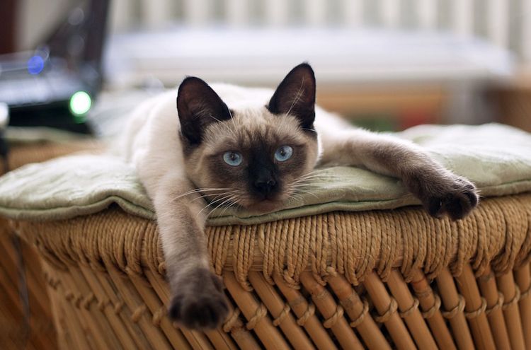 Gato siamés