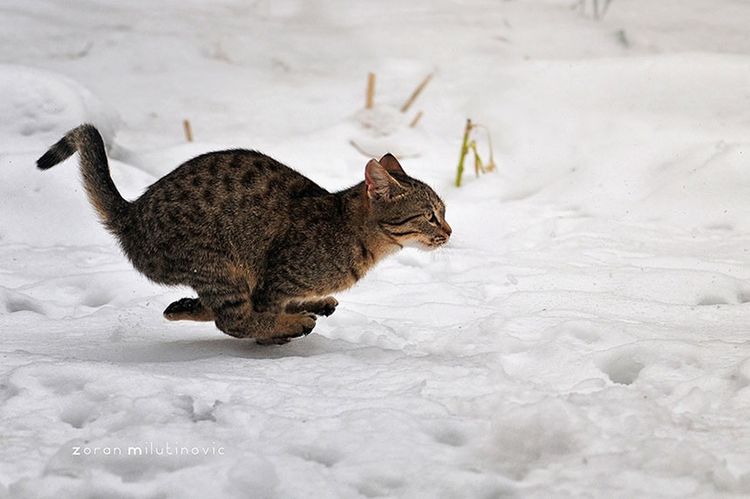 Gato corriendo rápido