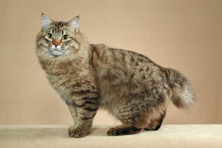 Gato birmano europeo