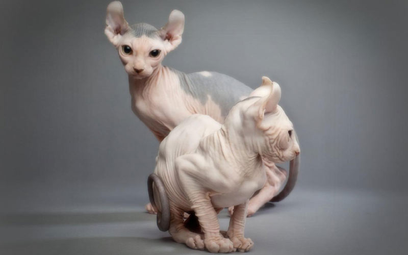 Elf - razas raras de gatos