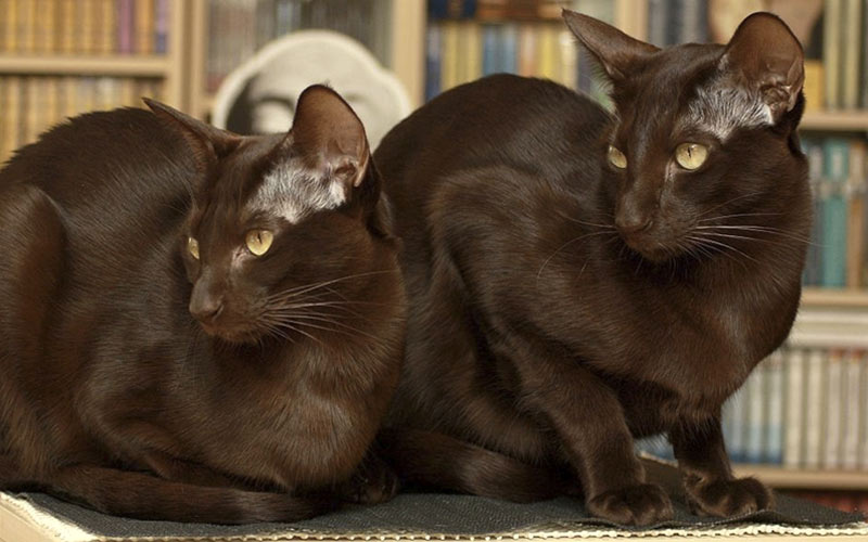 Habana - razas raras de gatos