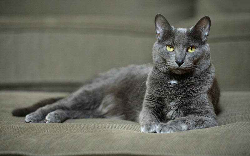 Korat - razas raras de gatos