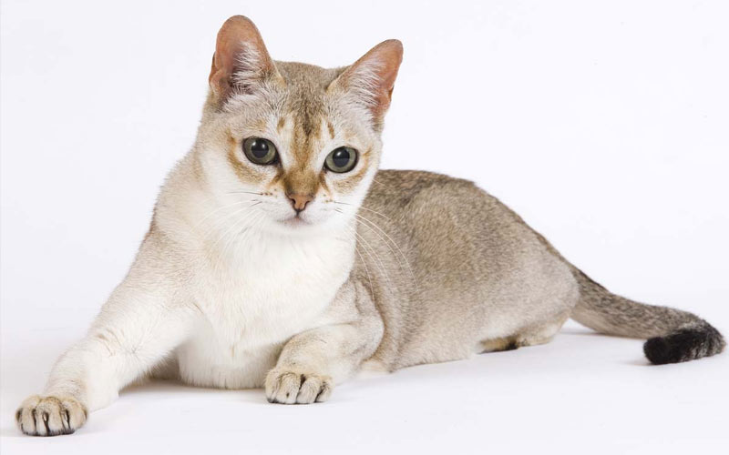 Singapura - razas raras de gatos