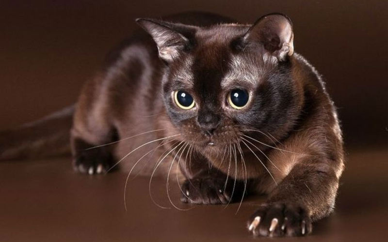 Gato burmés europeo - razas raras de gatos