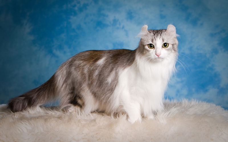American Curl - razas raras de gatos