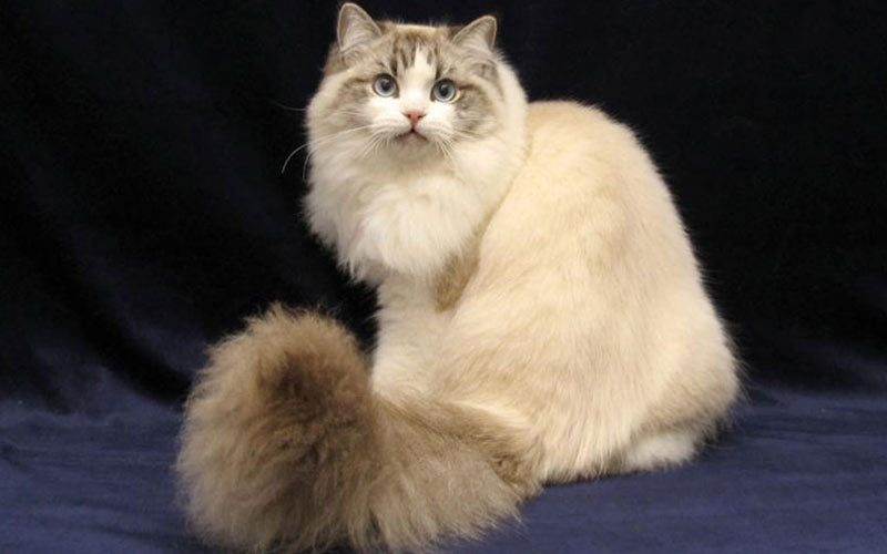 Ragamuffin - razas raras de gatos