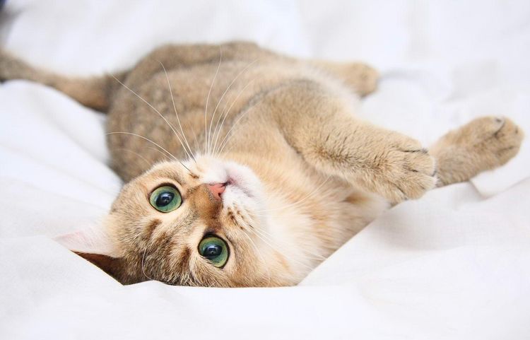 Gato
