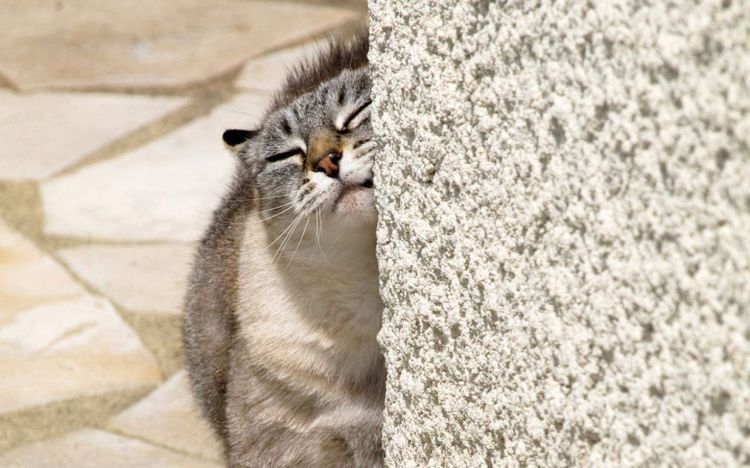 La gata se frota