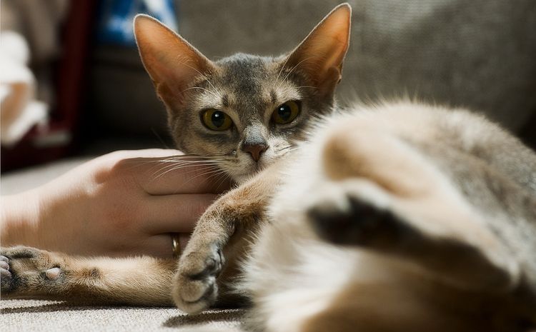 Gato