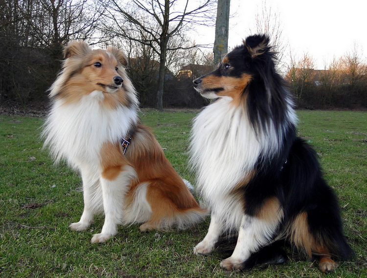 raza de perros Sheltie