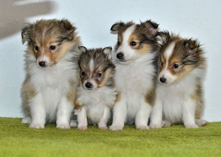 cachorros de mini collie