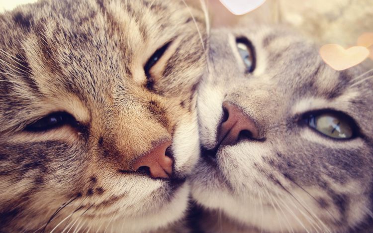 Un par de gatos