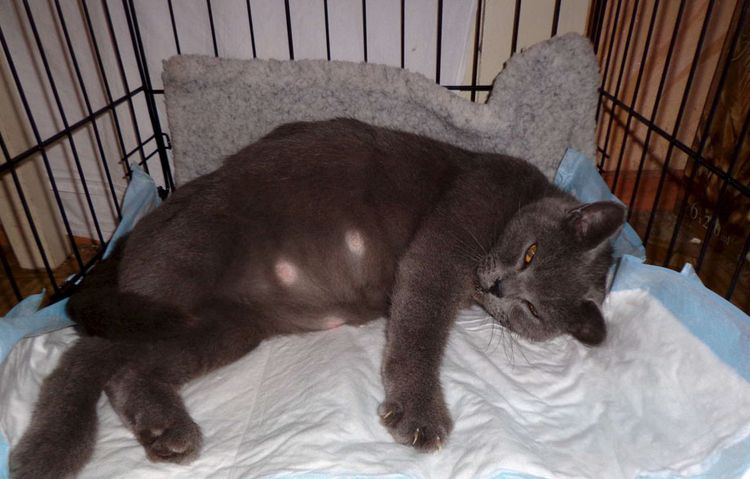 Gata británica embarazada