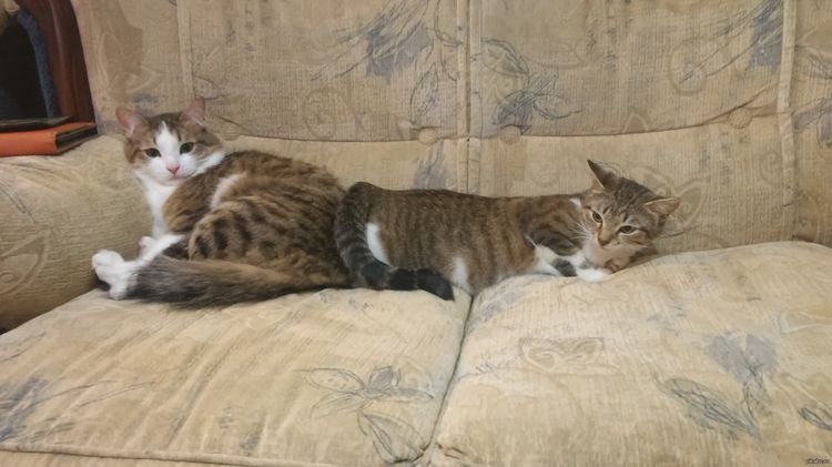 La gata pide al gato