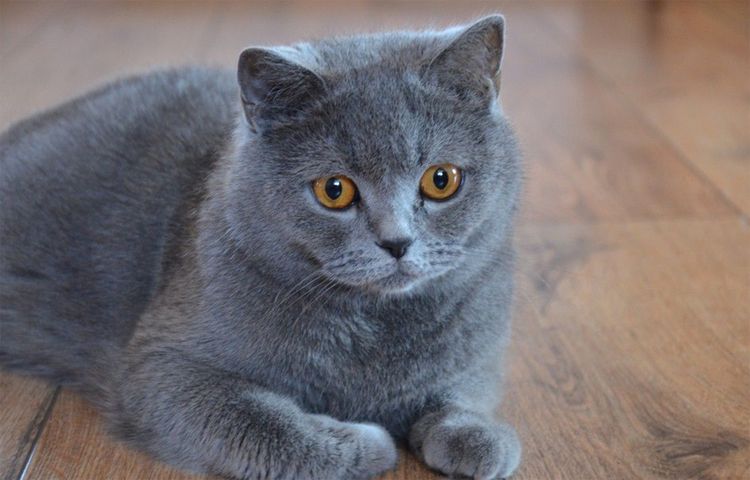Gato británico