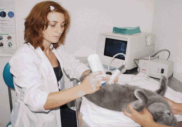 Ecografía de gata británica
