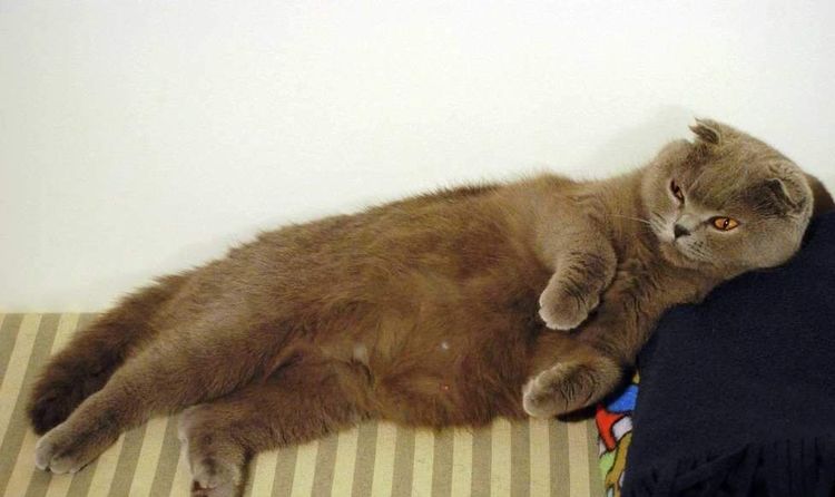 Gata de orejas caídas embarazada