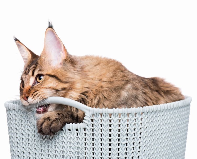 El gato muerde la cesta