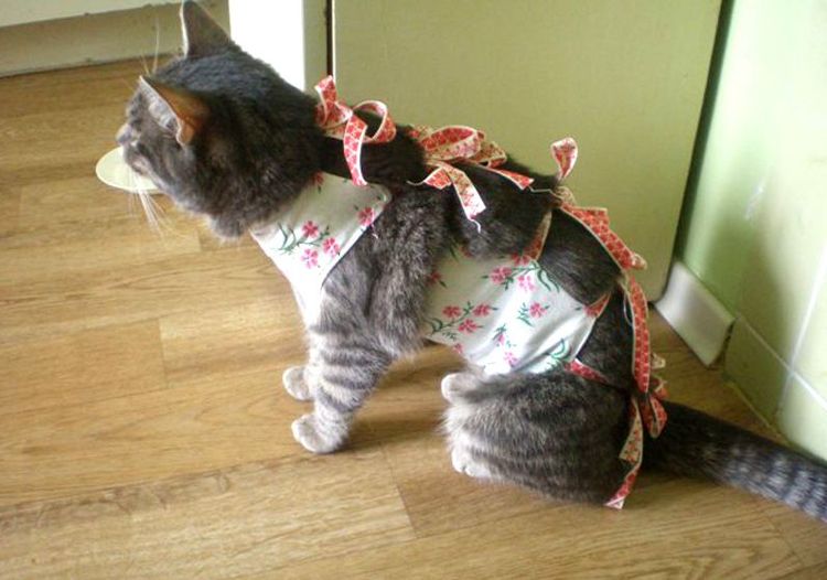 Gata con faja tras la operación