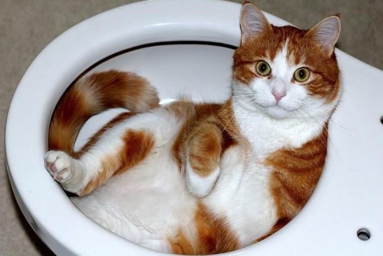 Gato rojo en el inodoro