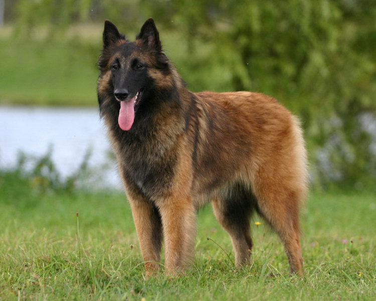Tervueren