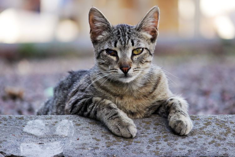 Gato con enfermedad infecciosa