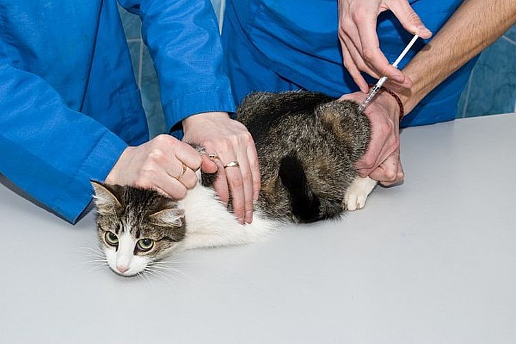 Inyección intramuscular al gato