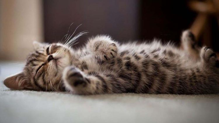 Gato feliz