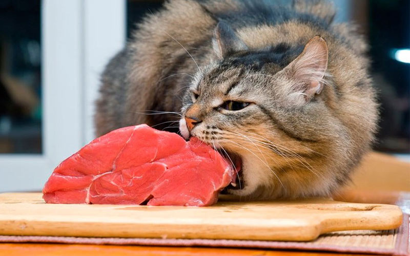 Vías de contagio de la toxoplasmosis