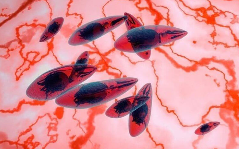 Toxoplasmosis: síntomas, tratamiento, vías de transmisión