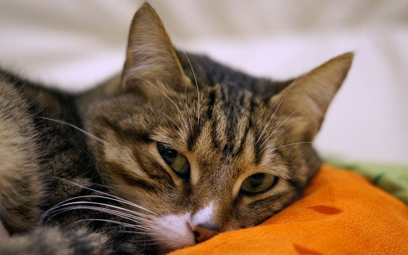 Síntomas de la toxoplasmosis en gatos
