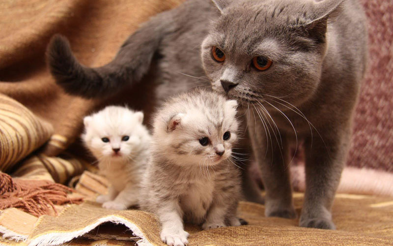Toxoplasmosis en gatas gestantes: peligros, diagnóstico