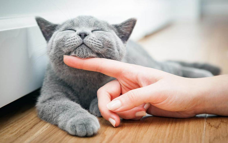 Cuidados del gato con toxoplasmosis
