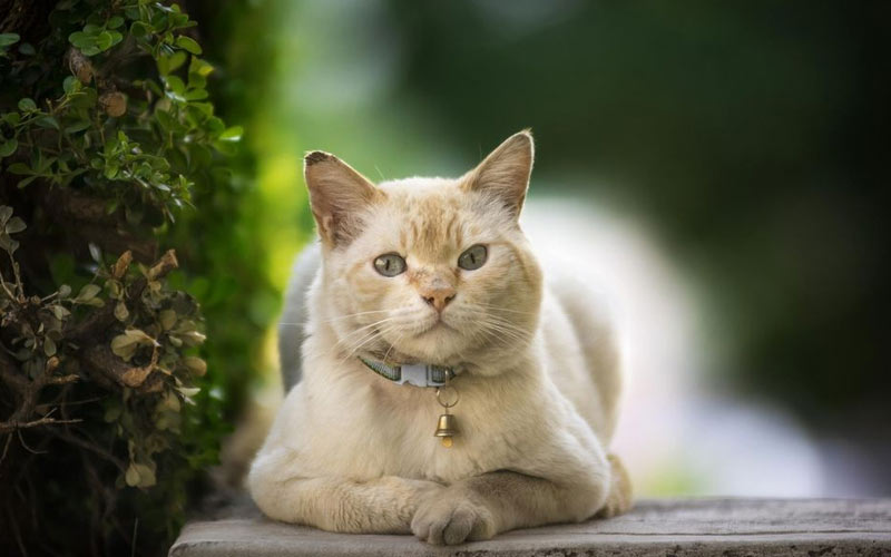 Prevención de la toxoplasmosis en gatos