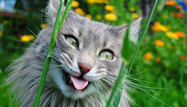 Gato en la hierba
