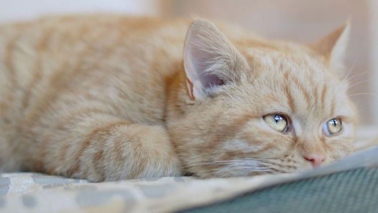 Gato triste