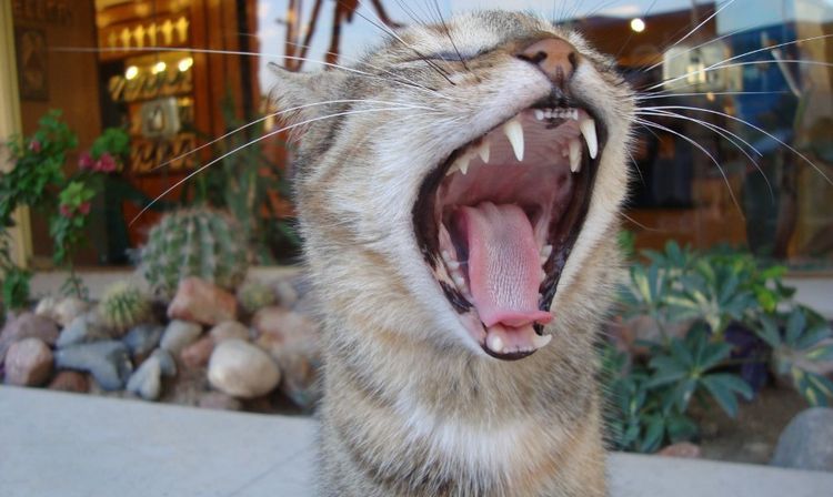Inflamación de las encías en el gato