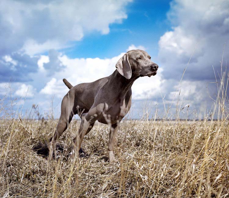 Weimaraner, raza de perros