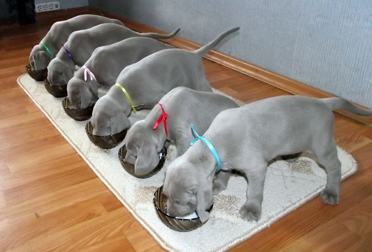 alimentación del Weimaraner