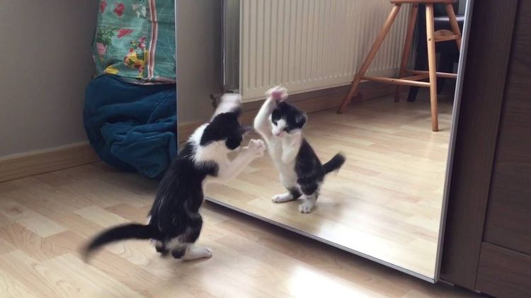 El gato juega con su reflejo en el espejo