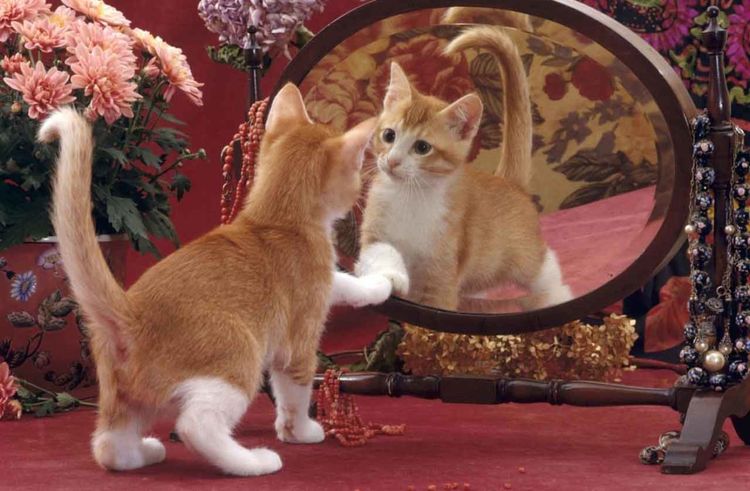 El gato mira su reflejo