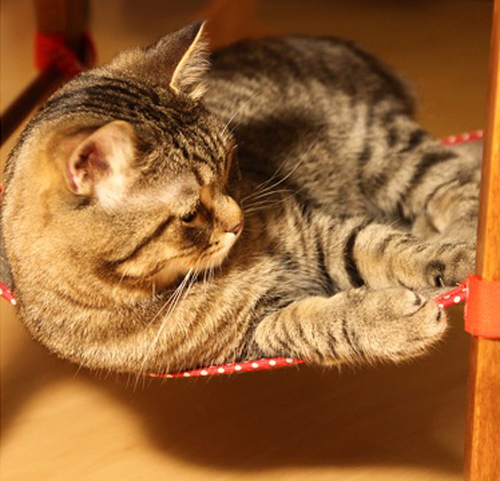 Gato en la hamaca