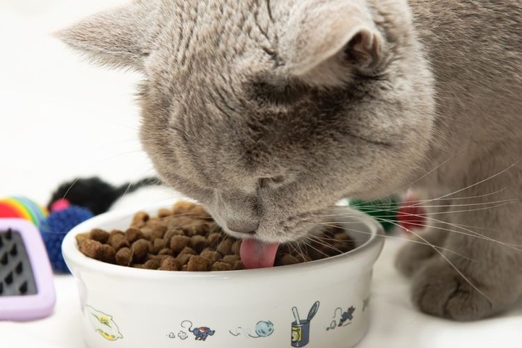 Katze frisst Futter