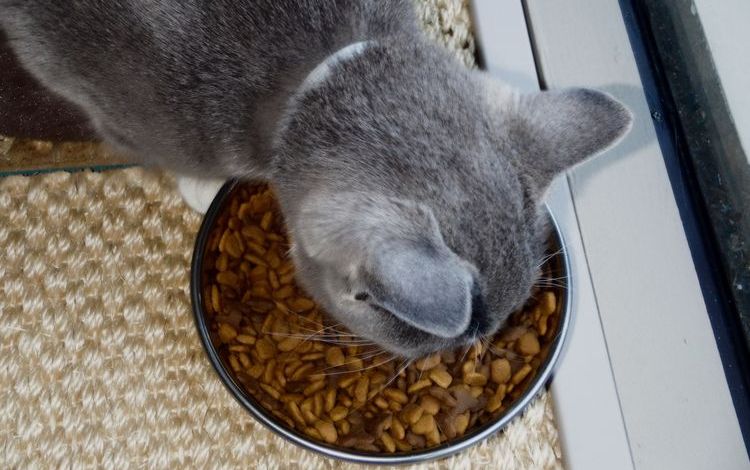 Die graue Katze frisst Trockenfutter.