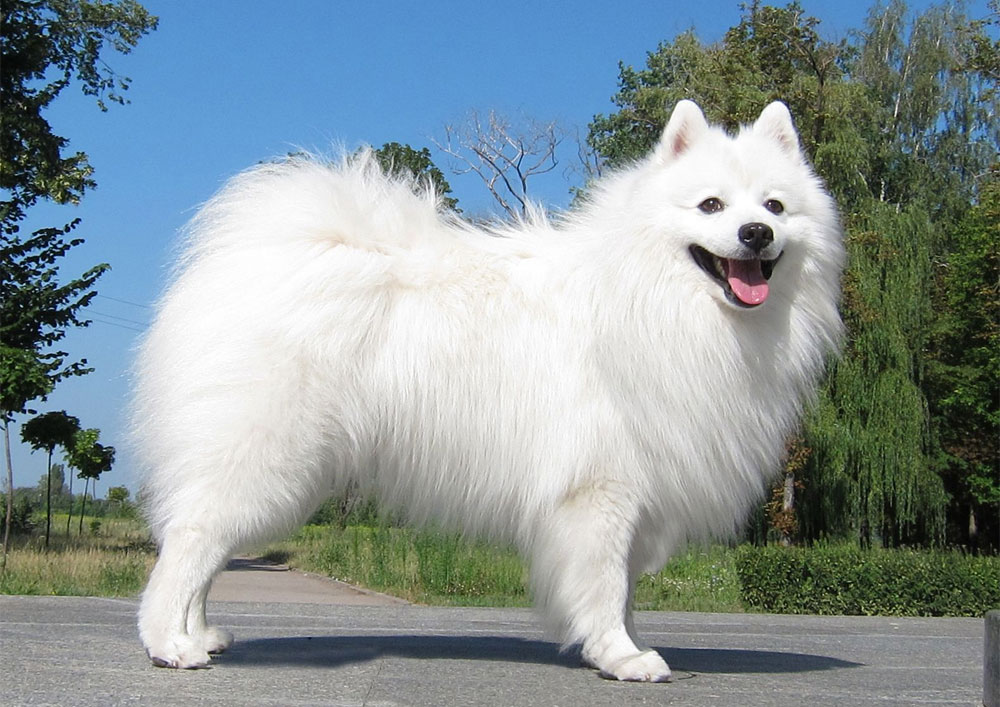 Spitz japonés