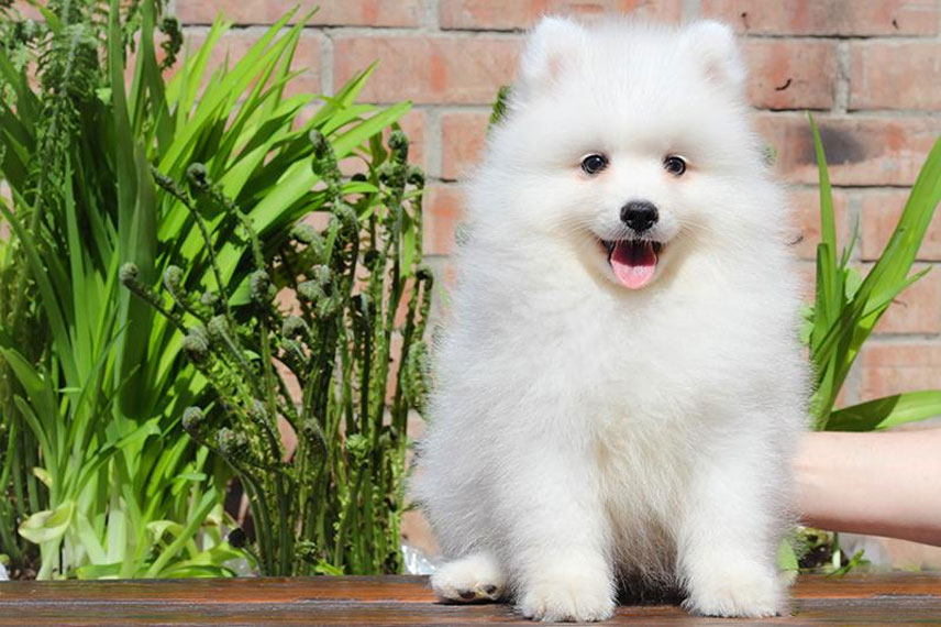 Cachorro de Spitz japonés