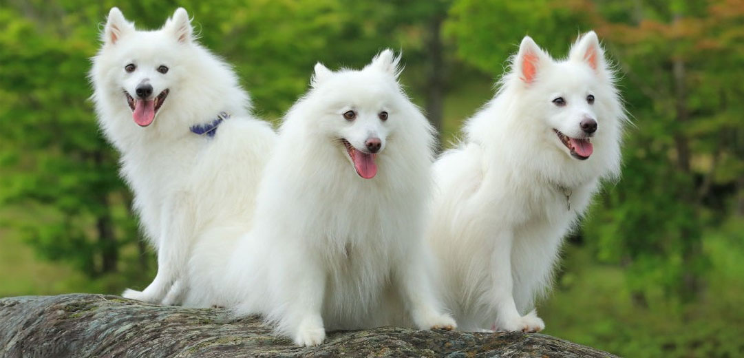 Cuánto viven los Spitz japoneses