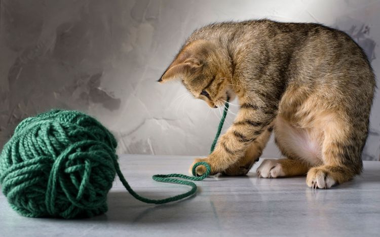 Gatito jugando con un ovillo