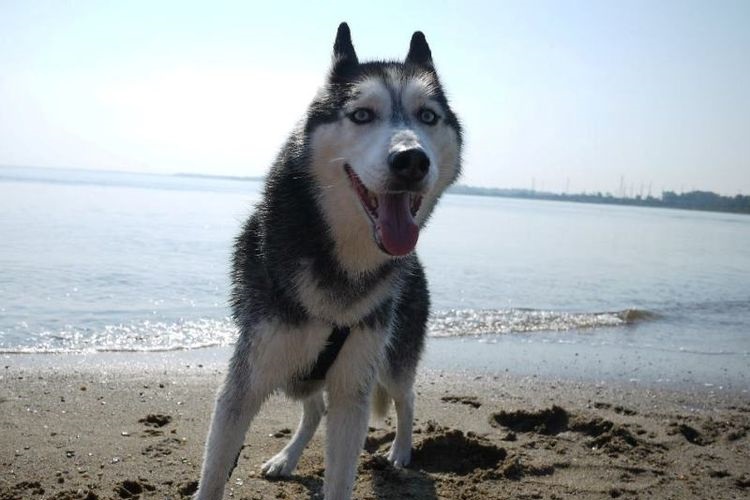 Husky en la playa