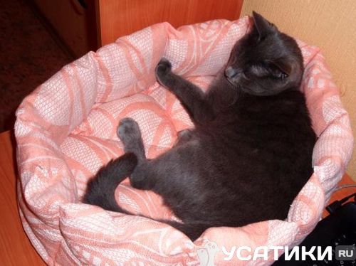 Gata durmiendo en la cama